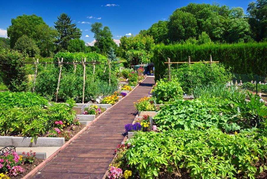 Potager : 4 astuces de pro pour des légumes de qualité